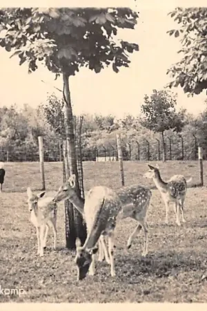 Alphen aan den rijn Hertenkamp HC49395 Oryginalny
