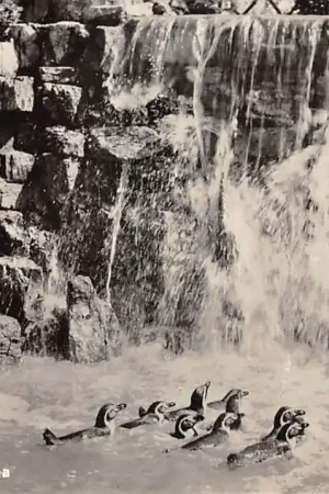 Autentyczny Alphen aan den Rijn Int. Vogelpark Avifauna Pinguïns 1956 HC49390