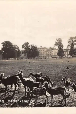 's-Gravenhage Hertenkamp 1962 HC42341 Nowość