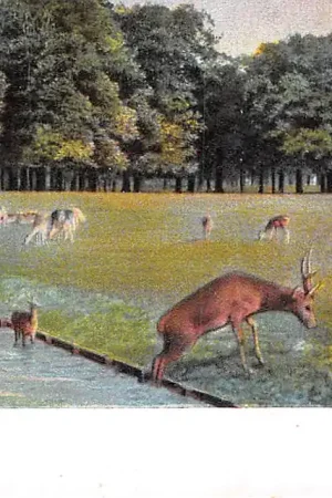 's-Gravenhage Hertenkamp 1900 HC39565 Szybka dostawa