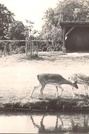 Tylko dziś Sliedrecht Hertenkamp 1958 HC37192