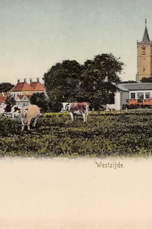 Dirksland Westzijde Koeien in de wei 1906 Goeree-Overflakkee HC17691 Autentyczny