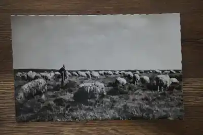 Ede schaapskudde op de Ginkelse heide Premium