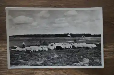 Epe Schaapskudde Wyprzedaż