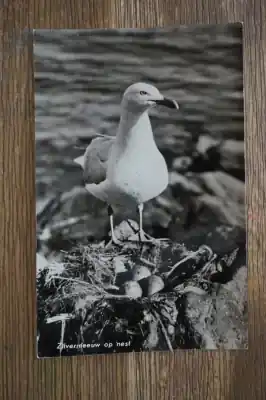 Tylko dziś Zilvermeeuw op nest