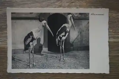 Darmowa dostawa Nimmerzat