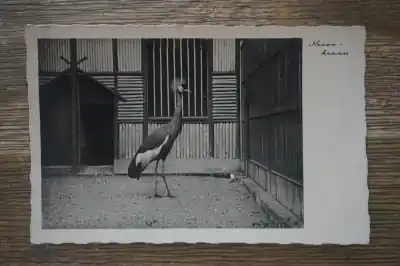 Kroonkraan Zwrot pieniędzy