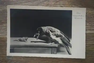 Premium Vogel en kikker