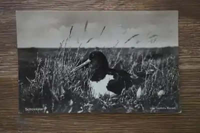 Wysoka jakość Scholekster