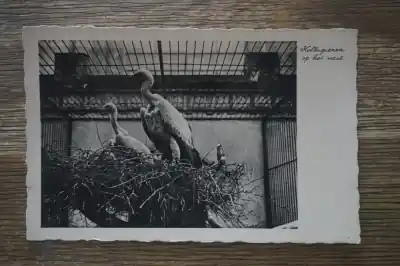 Kolbsgieren op het nest Najlepsza cena