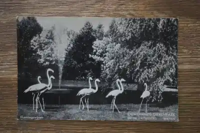 Rhenen Flamingvijver in Ouwehand dierenpark Ekspresowa dostawa