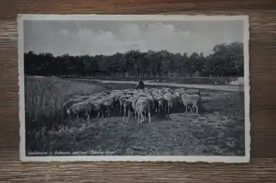 Tylko dziś Apeldoorn Schapen aan het Uddeler meer