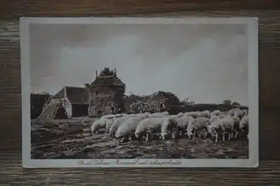 Veluwe Boerenerf met schaapskudde Tani