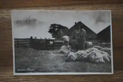 Oryginalny Schapen scheren