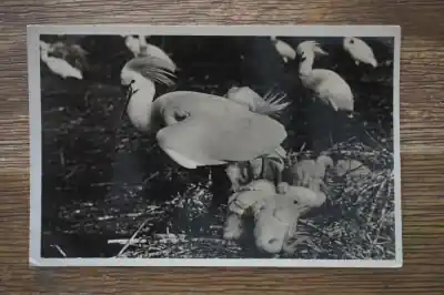 Szybka dostawa Texel Lepelaars