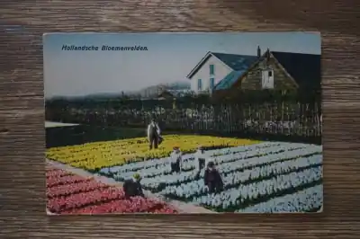 Zamów teraz Hollandsche bloemvelden