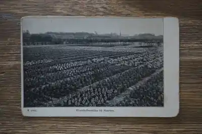 Haarlem Bloembollenvelden Niska cena