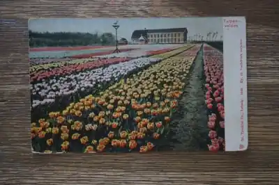 Tulpen velden Tani