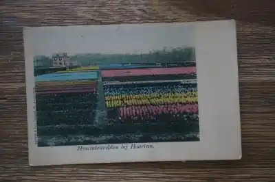 Haarlem Hyacintenvelden Autentyczny
