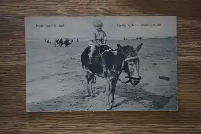 Hoek van Holland Ezeltje rijden Tylko dziś