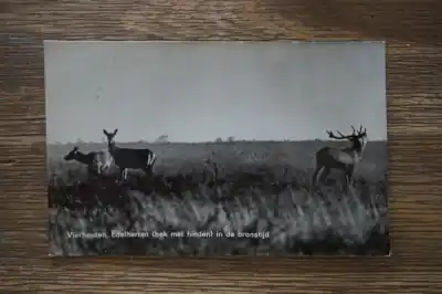 Vierhouten Edelherten in de bronstijd Oferta limitowana