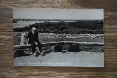 Wysoka jakość Ommen Schaapherder met kudde op de Lemelerberg