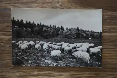 Odoorn Schaapskudde Premium