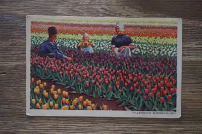 Hollandsche bloemvelden Najlepsza cena