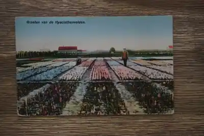 Groeten van de Hyacinthenvelden Oferta limitowana