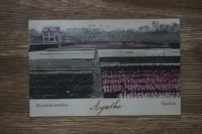 Autentyczny Haarlem Hyacinthenvelden