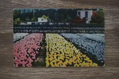 Groeten van de Tulpenvelden Tani