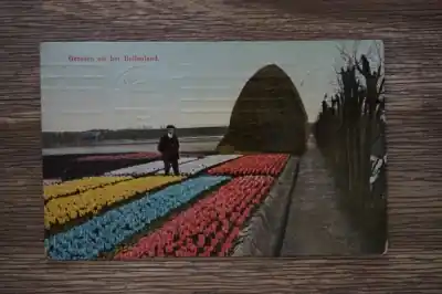 Groeten uit het Bollenland Oryginalny