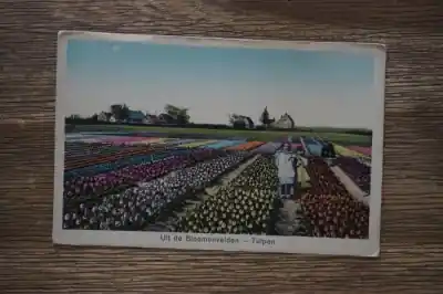 Tulpen Uit de bloemenvelden Zwrot pieniędzy
