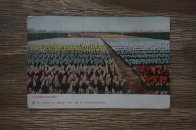 Oryginalny Hyacinthenvelden