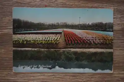 Popularny Groeten uit het Bollenland