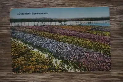 Hollandsche bloemvelden Promocja