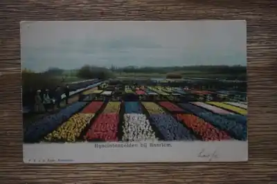 Popularny Haarlem Hyacinthenvelden