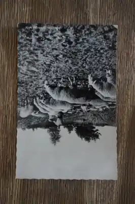 Najlepsza cena Markelo Schaapskudde