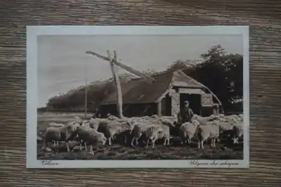 Najlepsza cena Veluwe Uitgaan der schapen