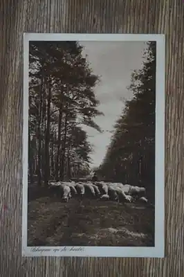 Oryginalny Veluwe Schapen op de heide