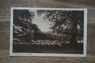 Premium Veluwe Schapen op de heide