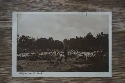 Veluwe Schapen op de heide Zamów teraz