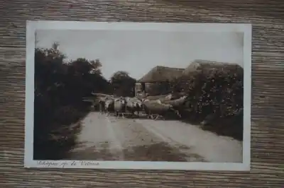 Niska cena Veluwe Schapen op de heide