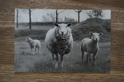 Popularny Schapen in Bastion