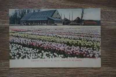 Darmowa dostawa Haarlem Tulpenveld in het Etab van R. van der Schoot en Zn