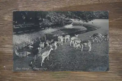 Den Haag Hertenkamp Promocja