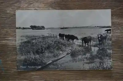 Mooi Nederland Tylko dziś